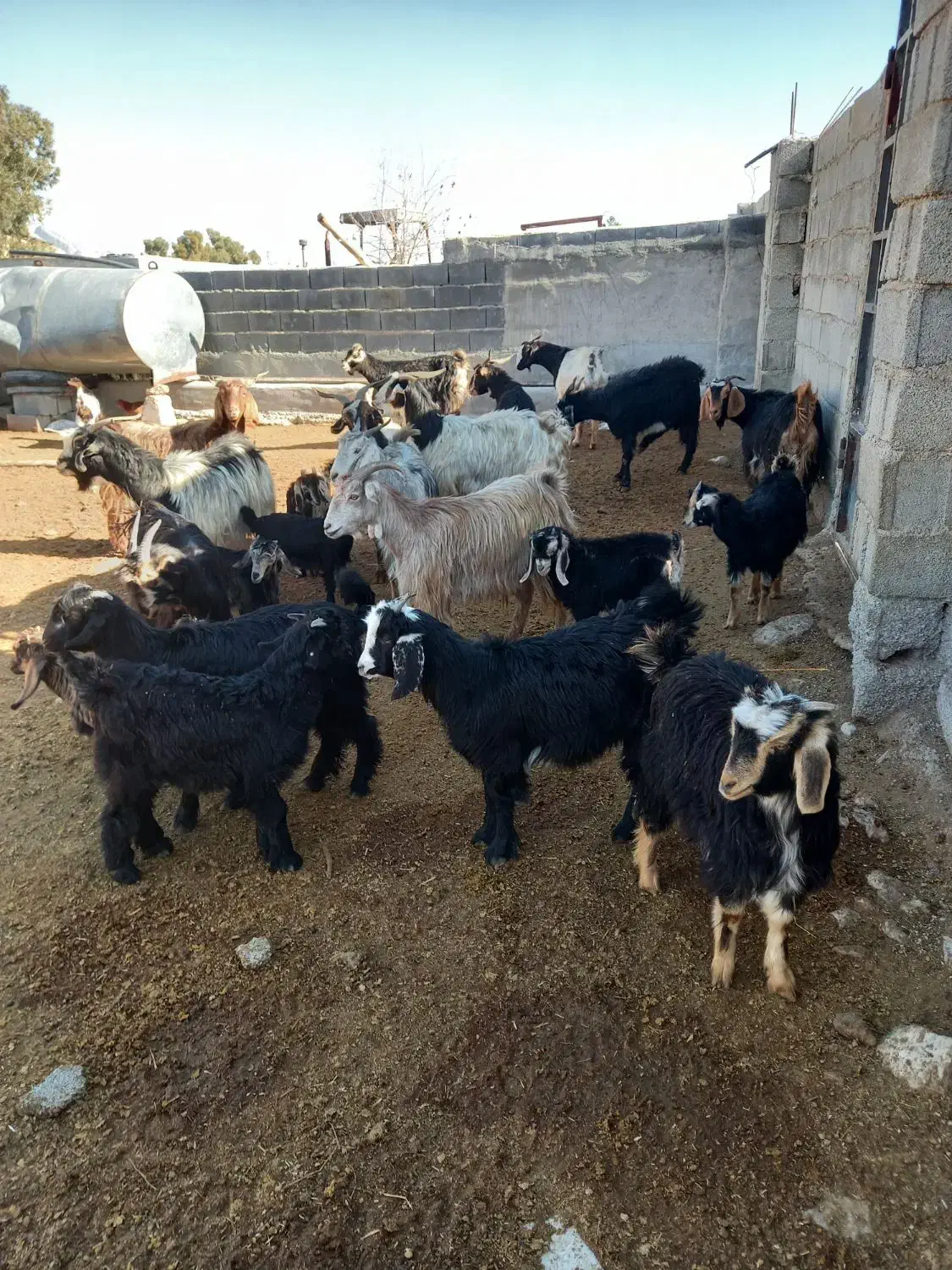 بز کهره دار|حیوانات مزرعه|مرودشت, محمد آباد|دیوار