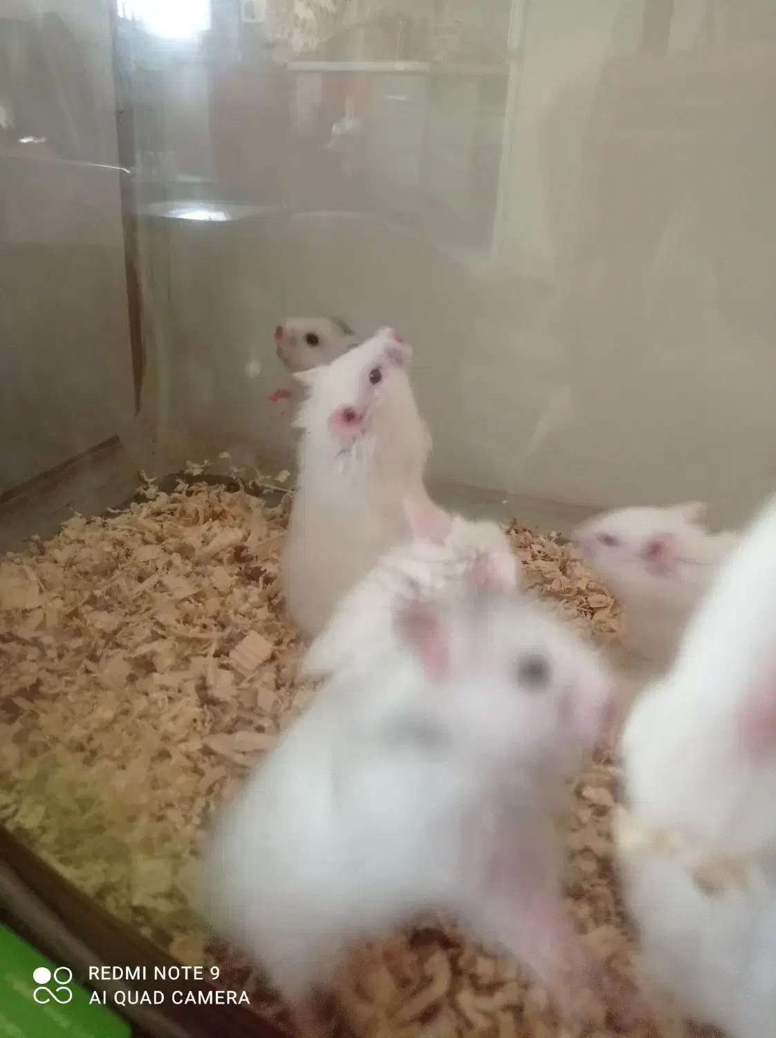 همستر|موش و خرگوش|بندر کنگان, |دیوار