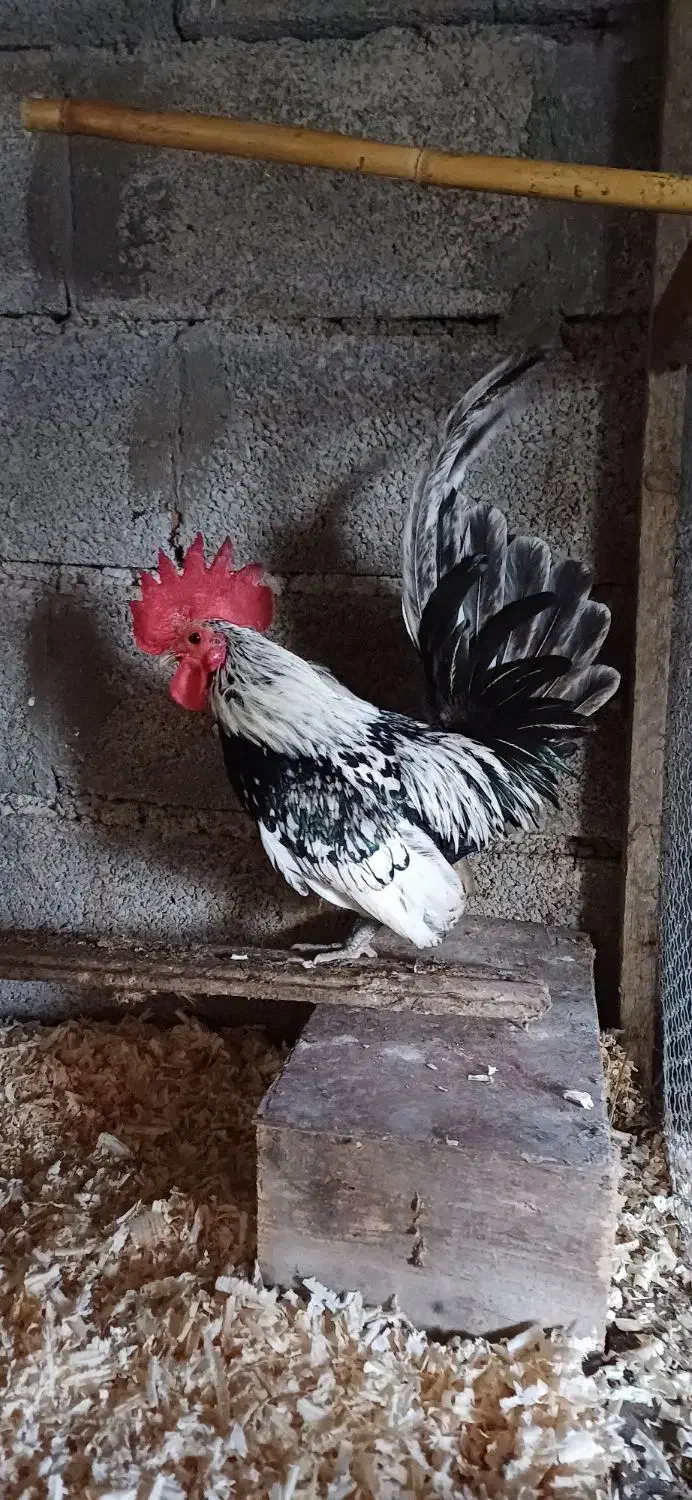 مرغ و خروس جاپنیز|حیوانات مزرعه|رویان, |دیوار