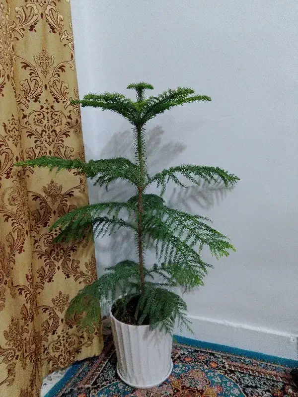 درخت کاج طبیعی|گل و گیاه طبیعی|سراوان, |دیوار