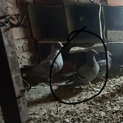 کبوتر پلاکی|پرنده|رابر, |دیوار