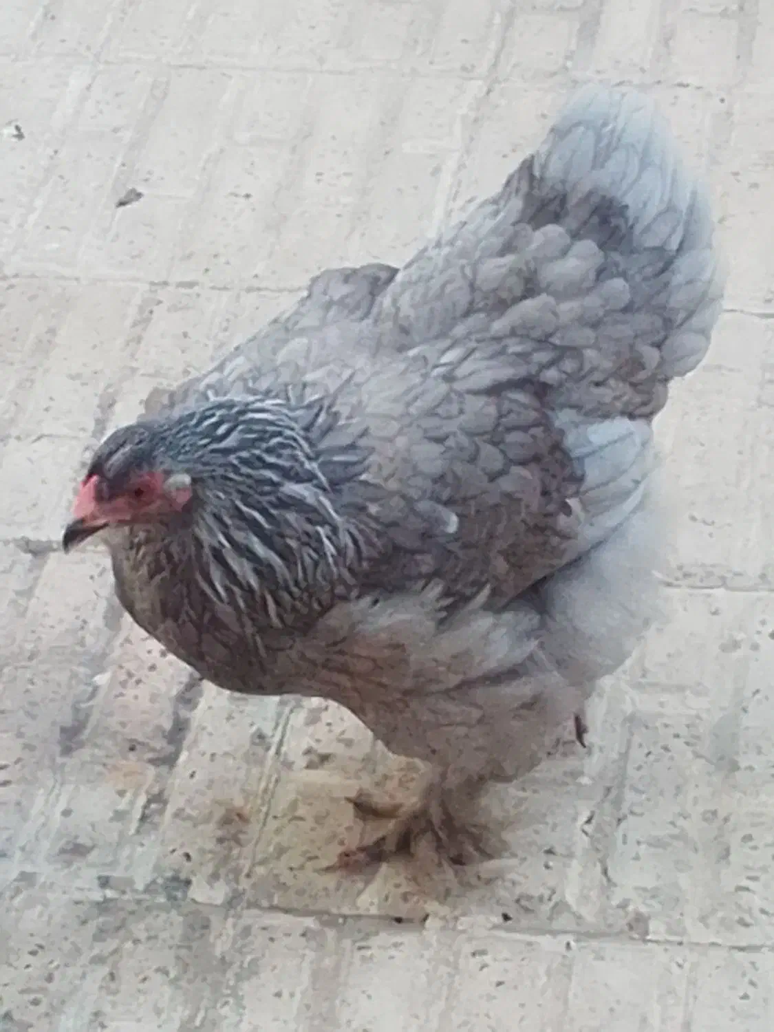 مرغ برهما|حیوانات مزرعه|محمدیه-قزوین, |دیوار