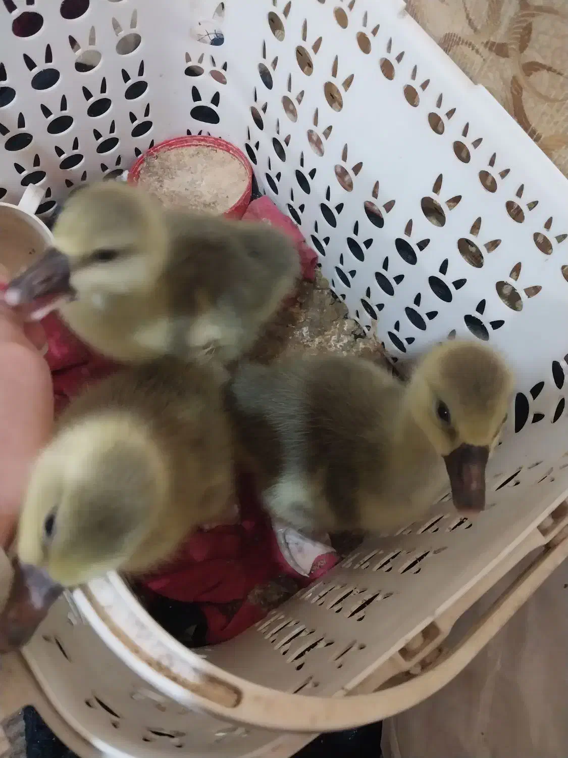 فروش ۳ عدد جوجه غاز محلی|حیوانات مزرعه|آمل, |دیوار