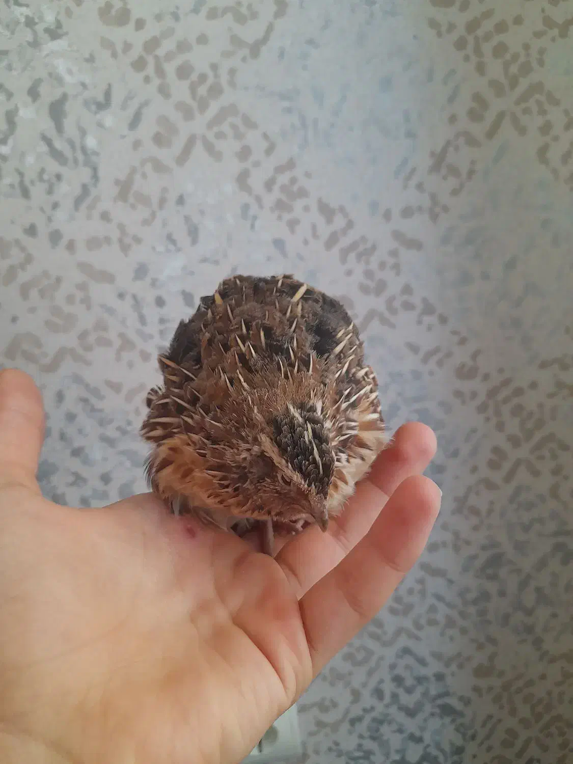 بلدرچین|حیوانات مزرعه|رشت, حمیدیان|دیوار