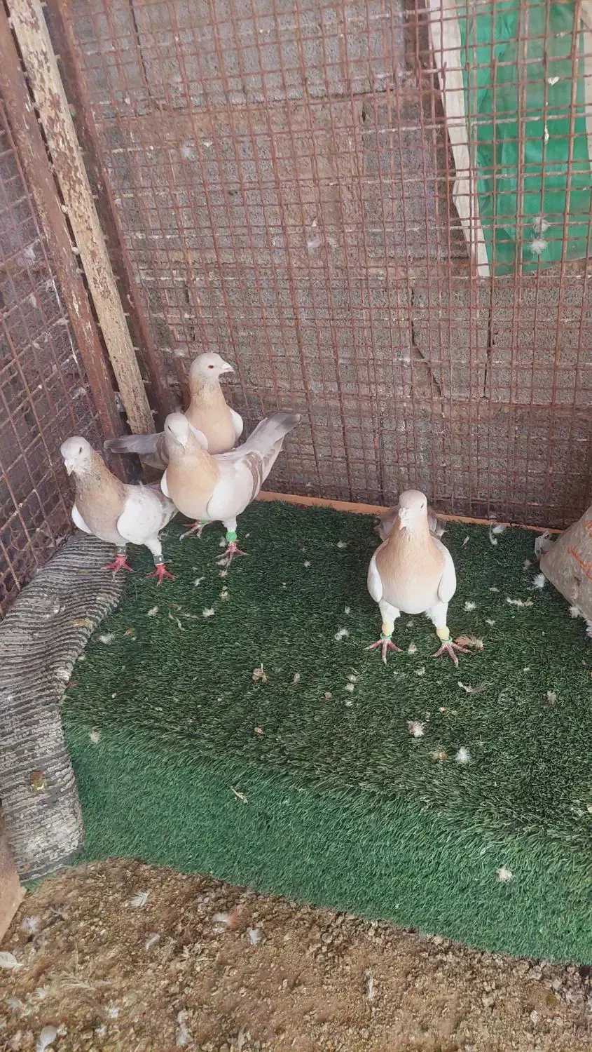 تعدادی کفتر درجه یک|پرنده|شیراز, دکتر حسابی|دیوار