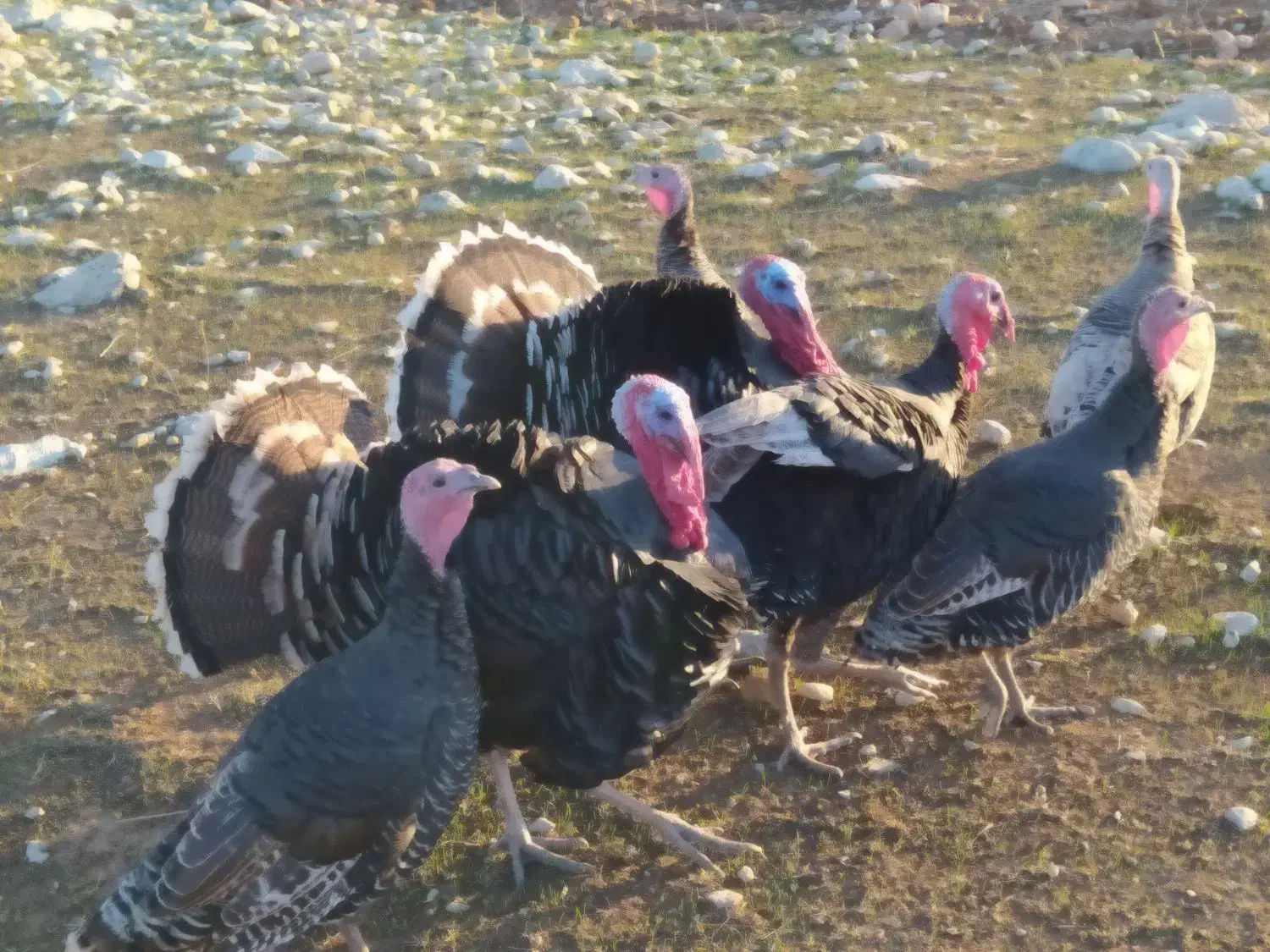 بوقلمون|حیوانات مزرعه|اندیمشک, |دیوار