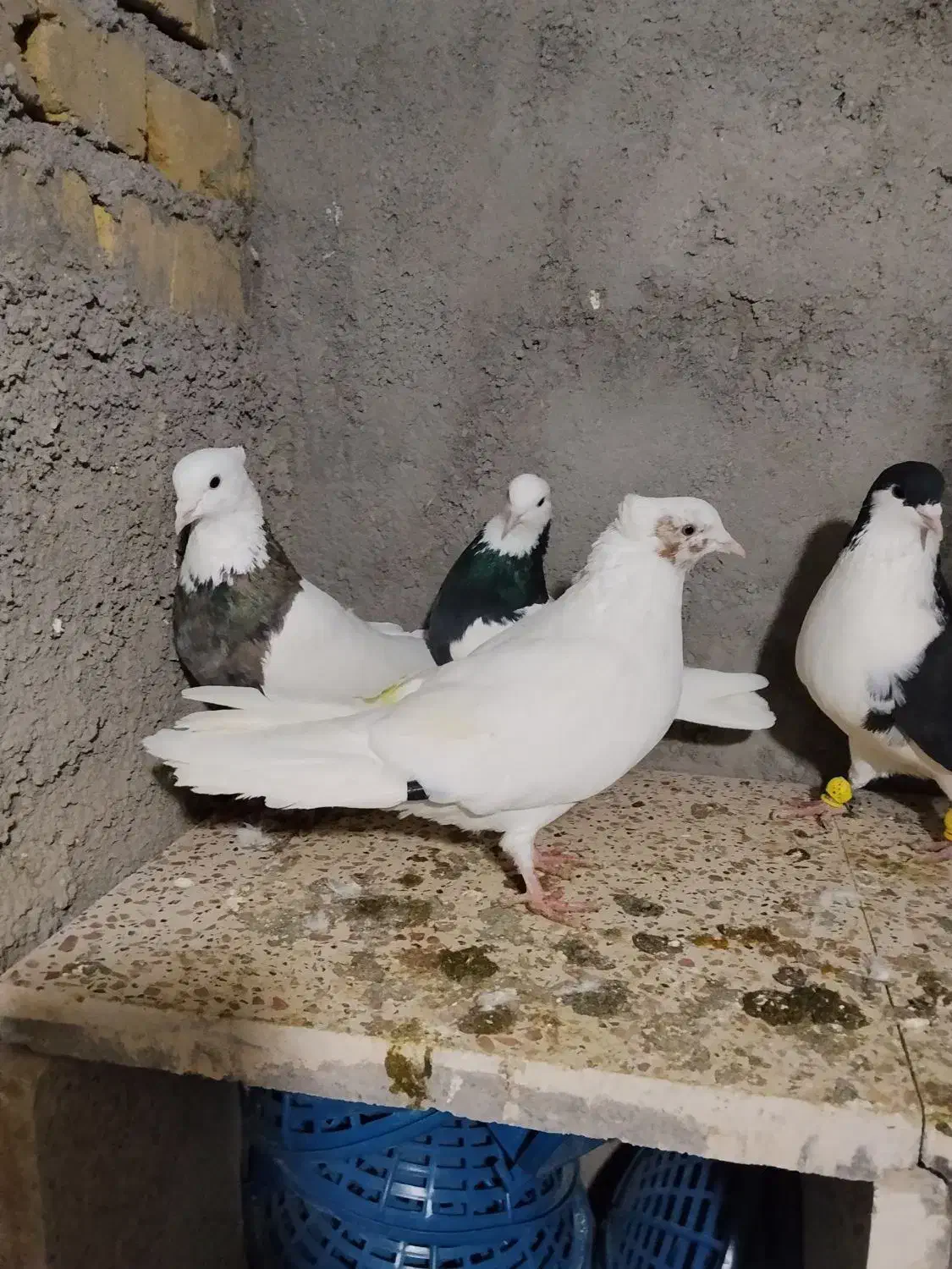 کبوتر رنگی|پرنده|بوئین زهرا, |دیوار