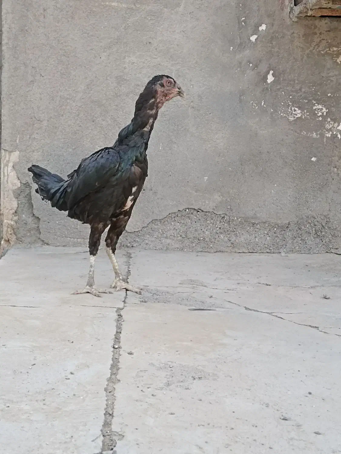 مرغ ذات دار|پرنده|بندرعباس, |دیوار