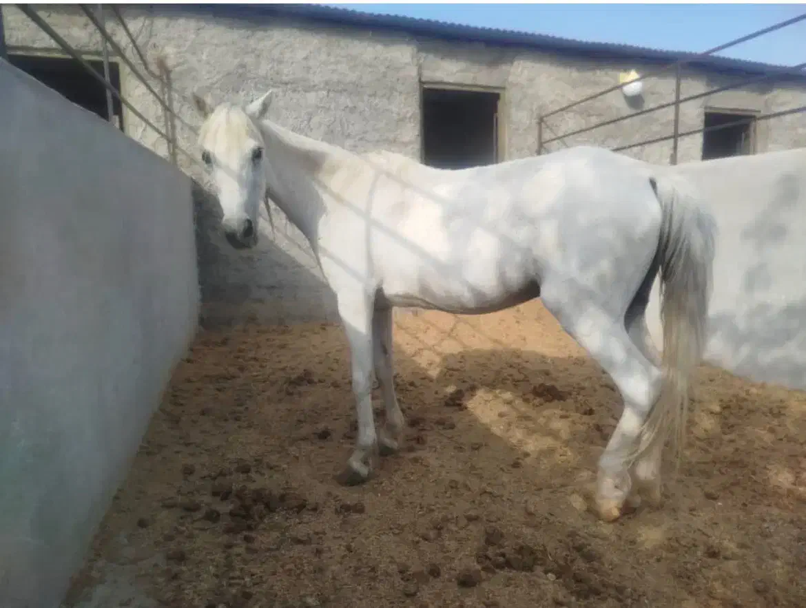 واگزاری اسب پونی|اسب و تجهیزات اسب‌سواری|شاهرود, |دیوار