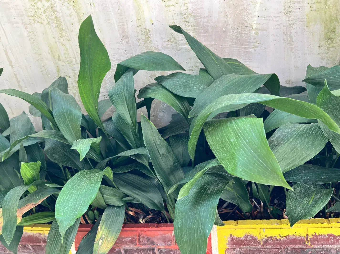 فروش پیاز برگ عبایی حجم بالا ونهال آووکادو ۲.۵متری|گل و گیاه طبیعی|رامسر, |دیوار