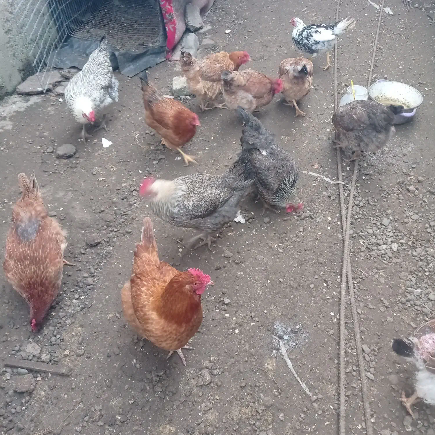 مرغ و خروس|حیوانات مزرعه|لاهیجان, آهندان|دیوار