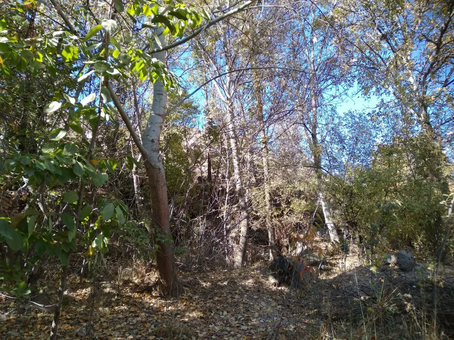 باغ فروشی 500متری روستای آل|فروش زمین و ملک کلنگی|مشهد, کارده|دیوار