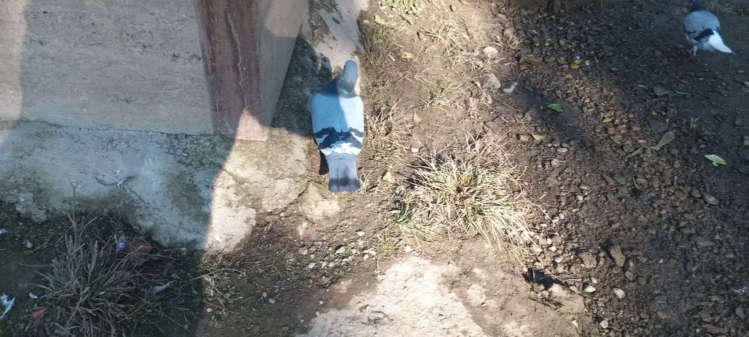 فروش فوری ۳ عدد کبوتر ماده|پرنده|فومن, |دیوار