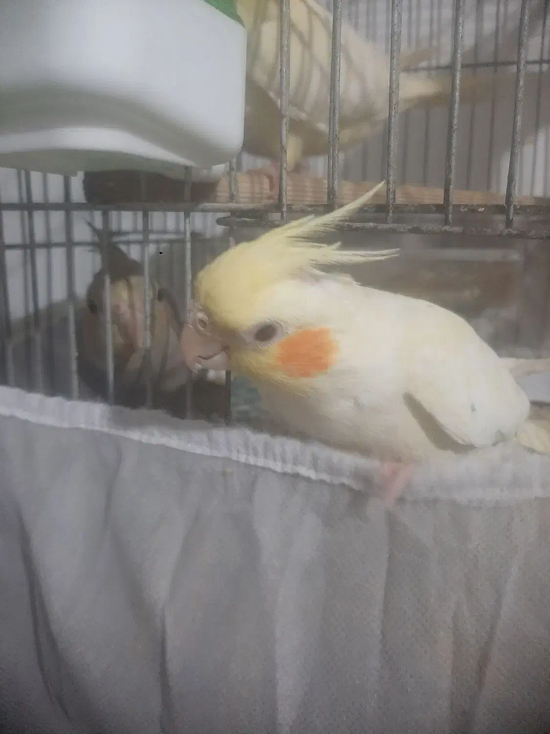 عروس هلندی|پرنده|رشت, تازه آباد|دیوار