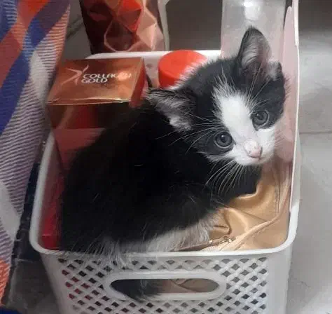 بچه گربه واگذاری|گربه|فولادشهر, مسکن مهر فولادشهر|دیوار