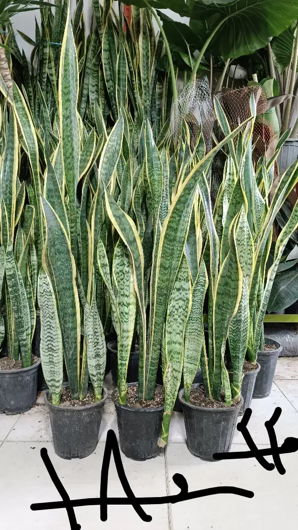 مدادی|لوازم التحریر|مشهد, حیدرآباد|دیوار