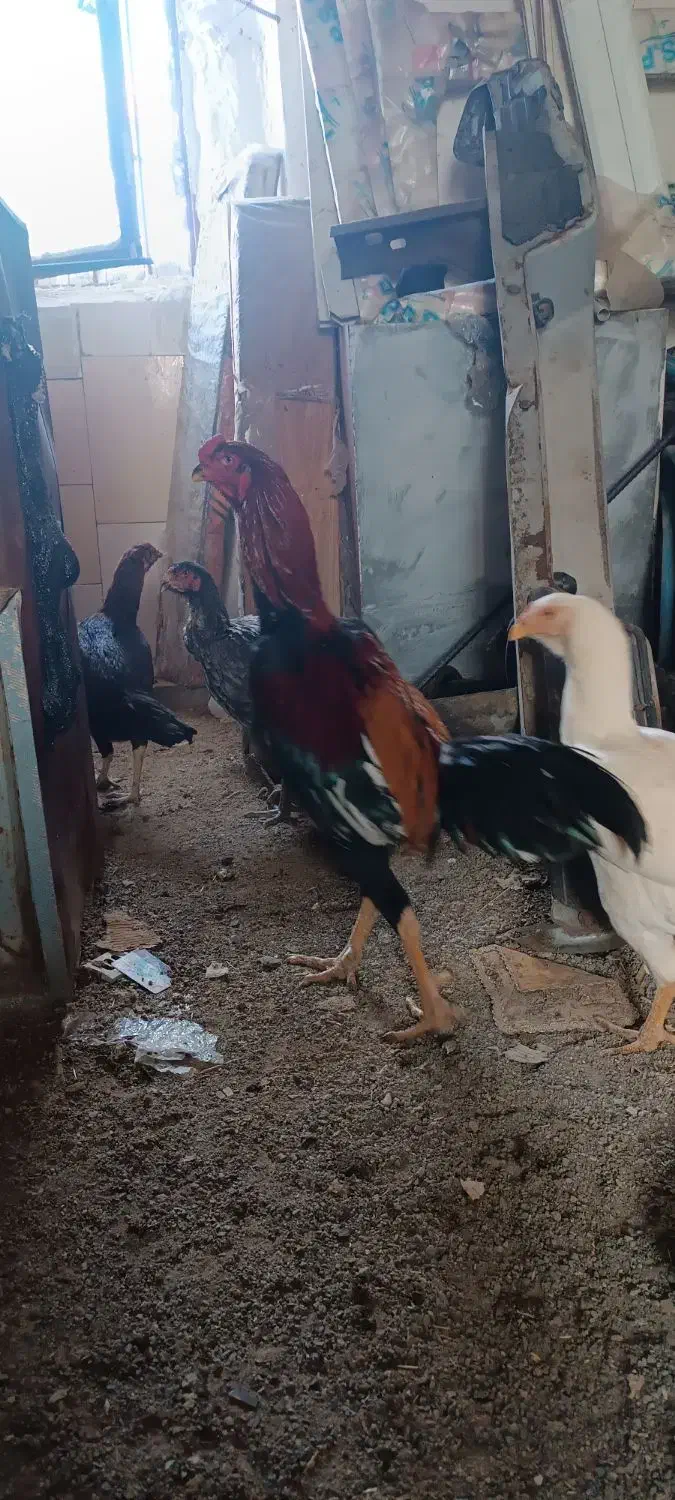 مرغ و خروس لاری|حیوانات مزرعه|کاشان, شهرک صنعتی امیرکبیر ۲|دیوار