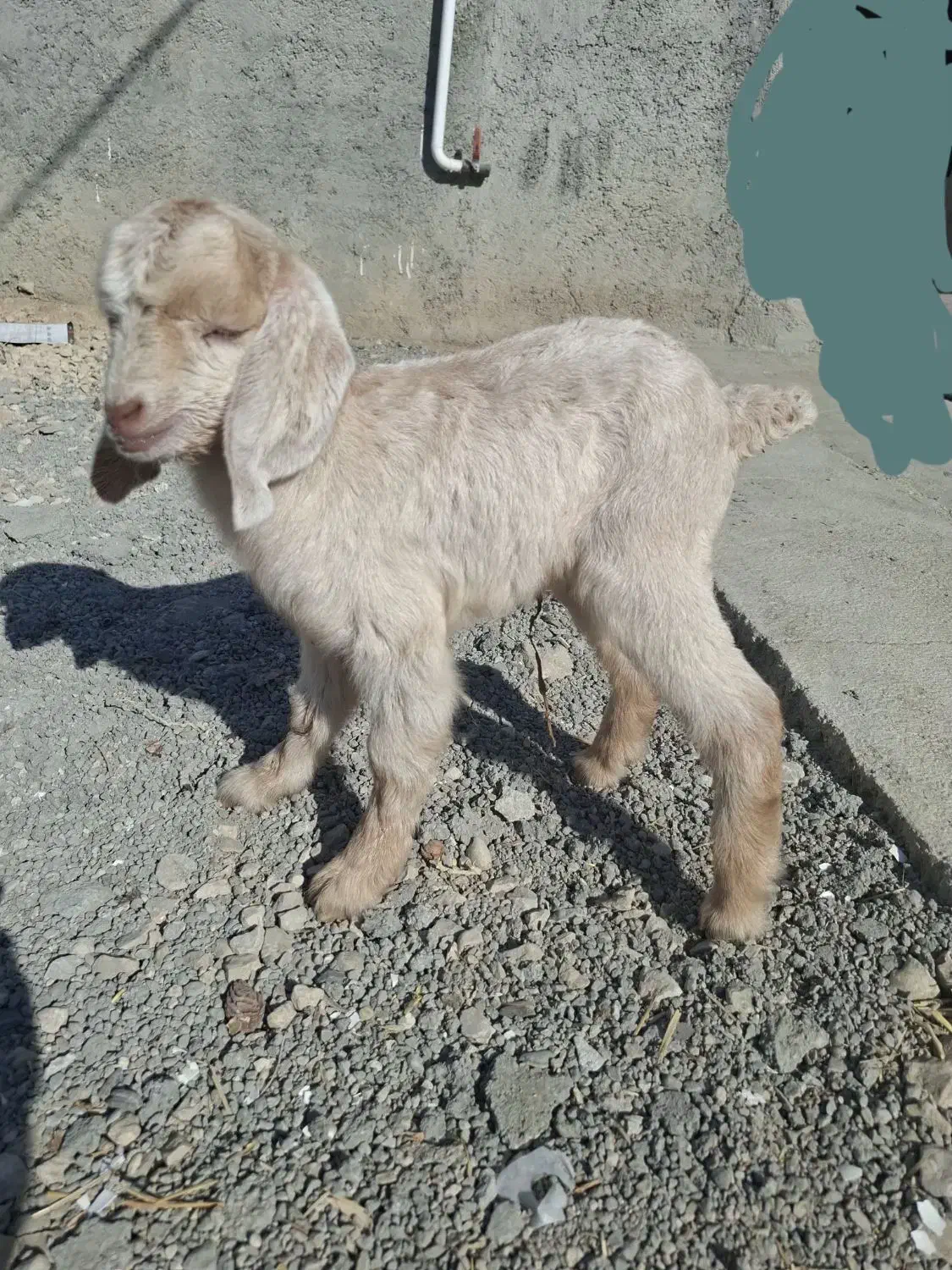 کهره شیری|حیوانات مزرعه|دلوار, |دیوار