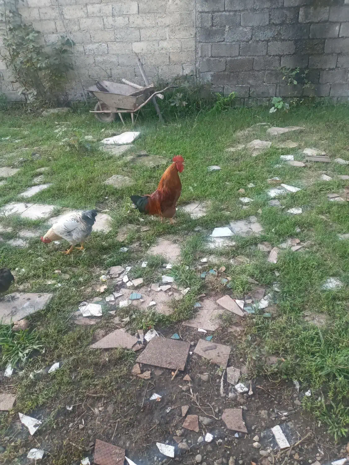 خروس محلی|حیوانات مزرعه|رشت, معلولین|دیوار