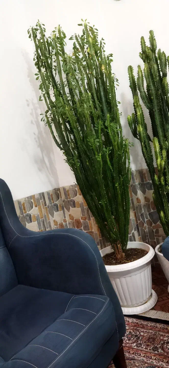 گل وگیاه|گل و گیاه طبیعی|سیلوانه, |دیوار