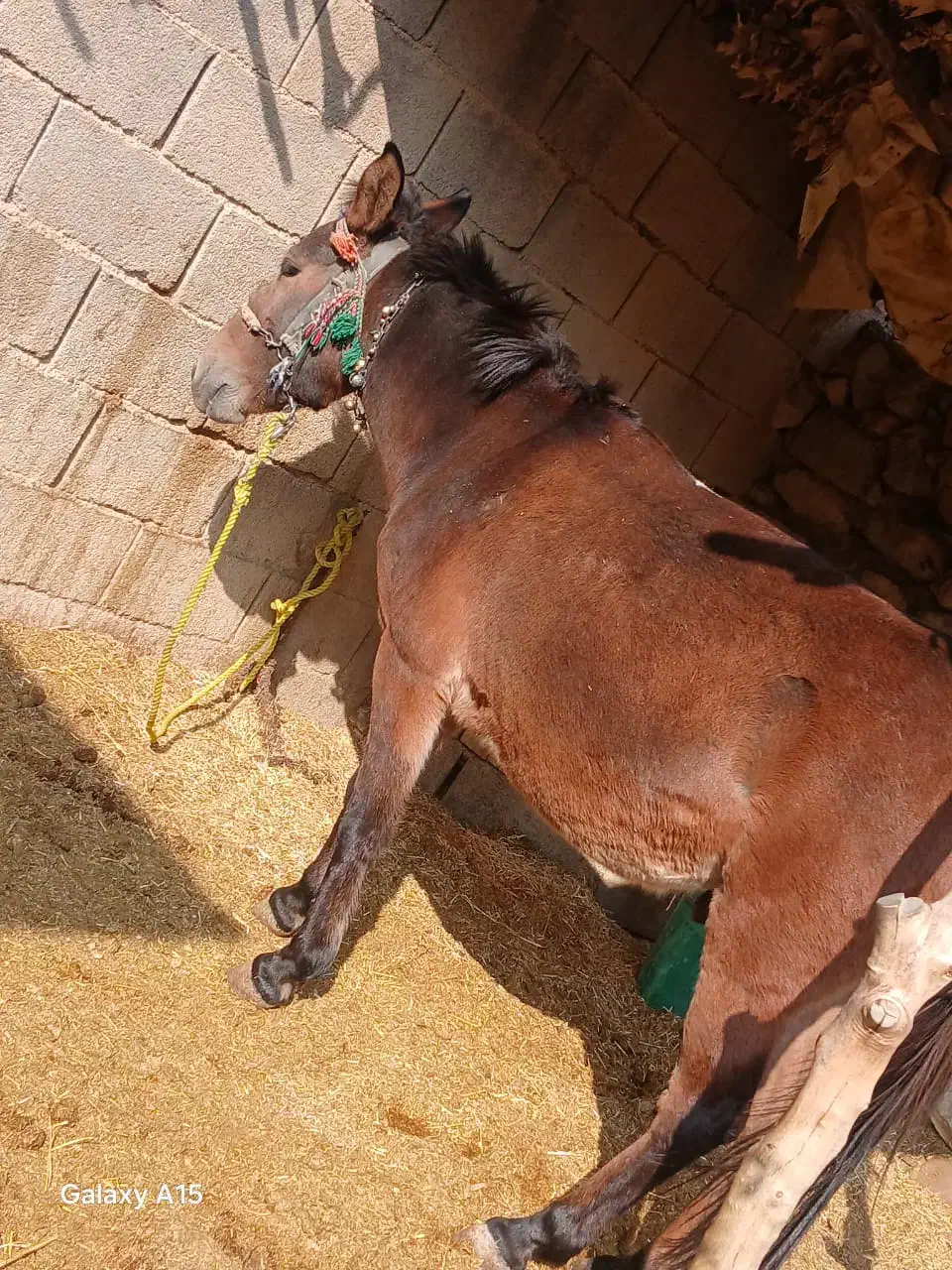 قاطر سواری،وباری،4سال|اسب و تجهیزات اسب‌سواری|ایذه, |دیوار