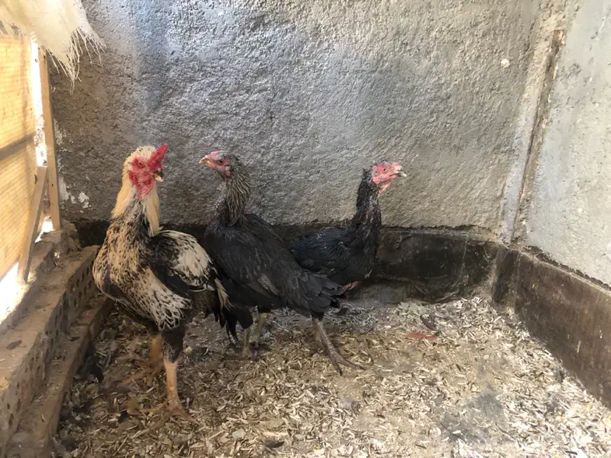 خروس کوشین ومرغ و خروس لاری اصیل|حیوانات مزرعه|مشهد, طلاب|دیوار