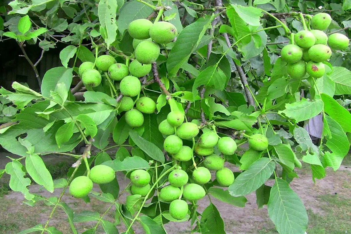 نهالستان گردو و بادام دیرگل و پربار پالیز|خدمات باغبانی و درختکاری|هریس, |دیوار