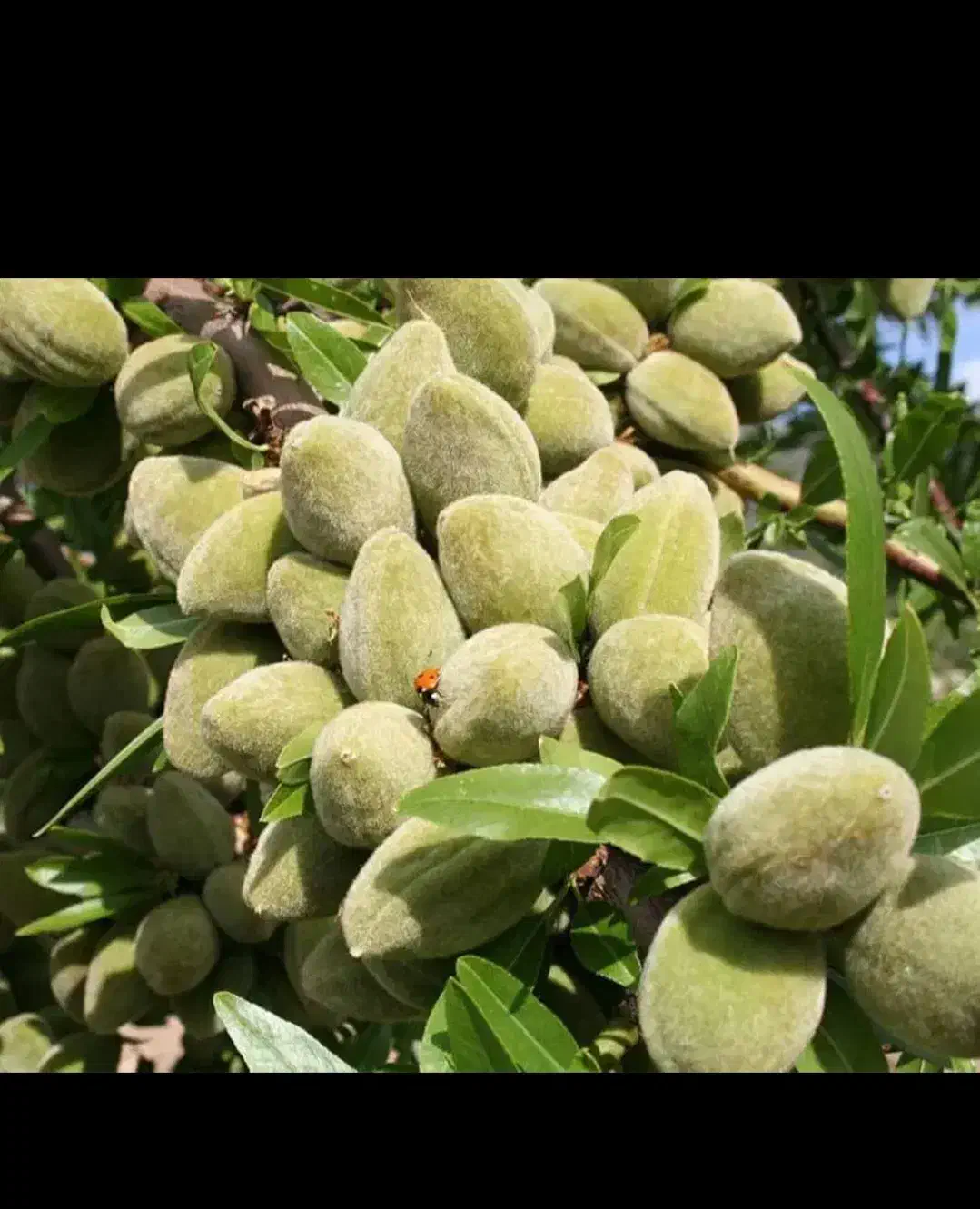 نهال اصلاح شده پیوندی بادام گردو و کل نهال|خدمات باغبانی و درختکاری|رفسنجان, |دیوار