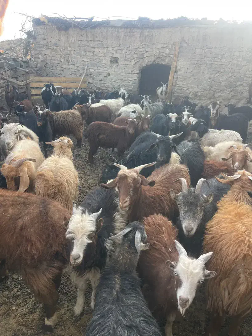 گله بزمحلی . زرند|حیوانات مزرعه|کرمان, |دیوار