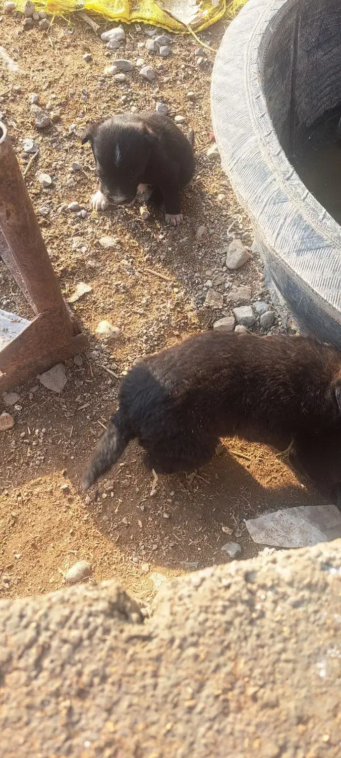 پاکوتاه خوشکل|سگ|تهران, مهران (سیدخندان)|دیوار