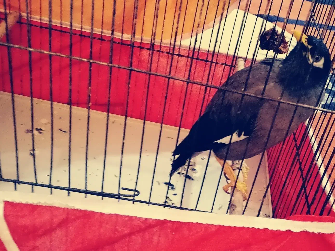 مرغ مینا|پرنده|اهواز, کوی مهدیس|دیوار