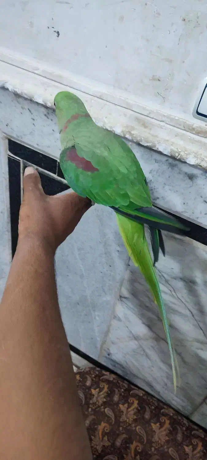 شاه طوطی نر|پرنده|ایرانشهر, |دیوار