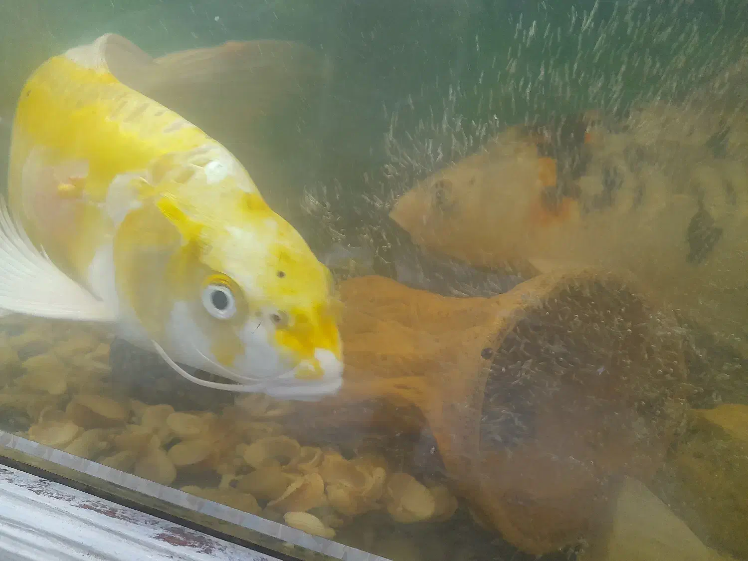 ماهی کوی|ماهی|سلمانشهر, |دیوار