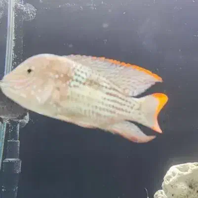 ماهی گرین تیلور بزرگ کوی|ماهی|چهاردانگه (تهران), |دیوار