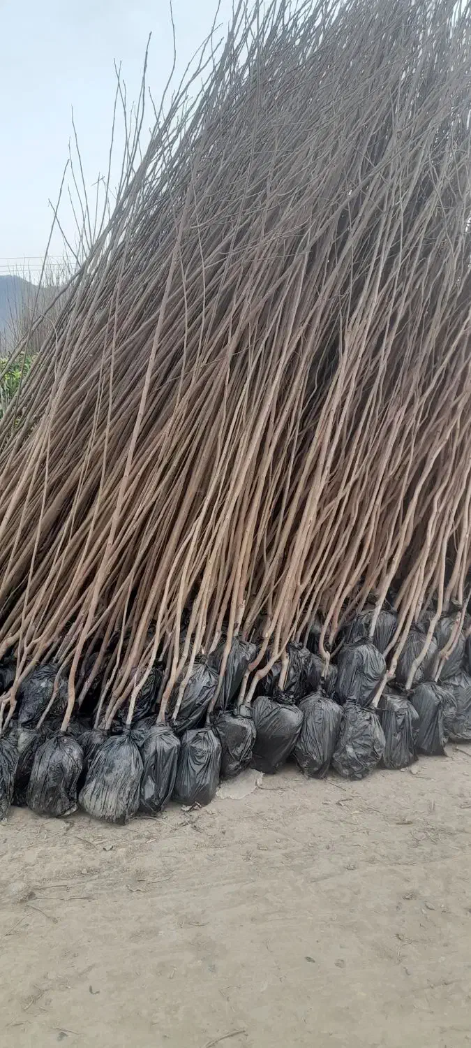 نهال|خدمات باغبانی و درختکاری|مهریز, |دیوار