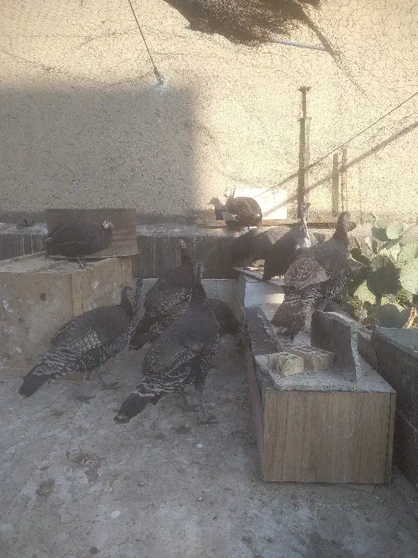 بوقلمون و مرغ شاخدار|حیوانات مزرعه|تهران, آسمان|دیوار