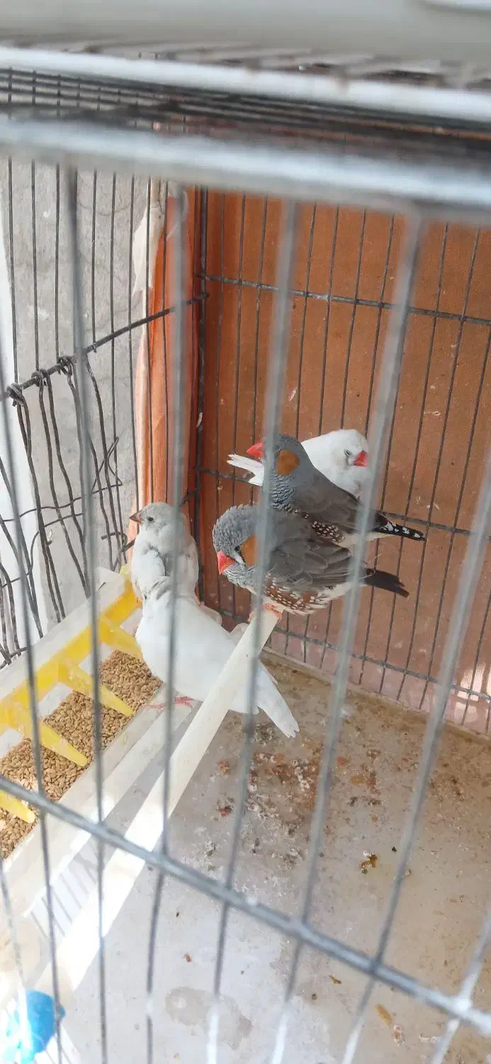 ۵ عدد فنچ همراه با قفس|حراج|یاسوج, |دیوار