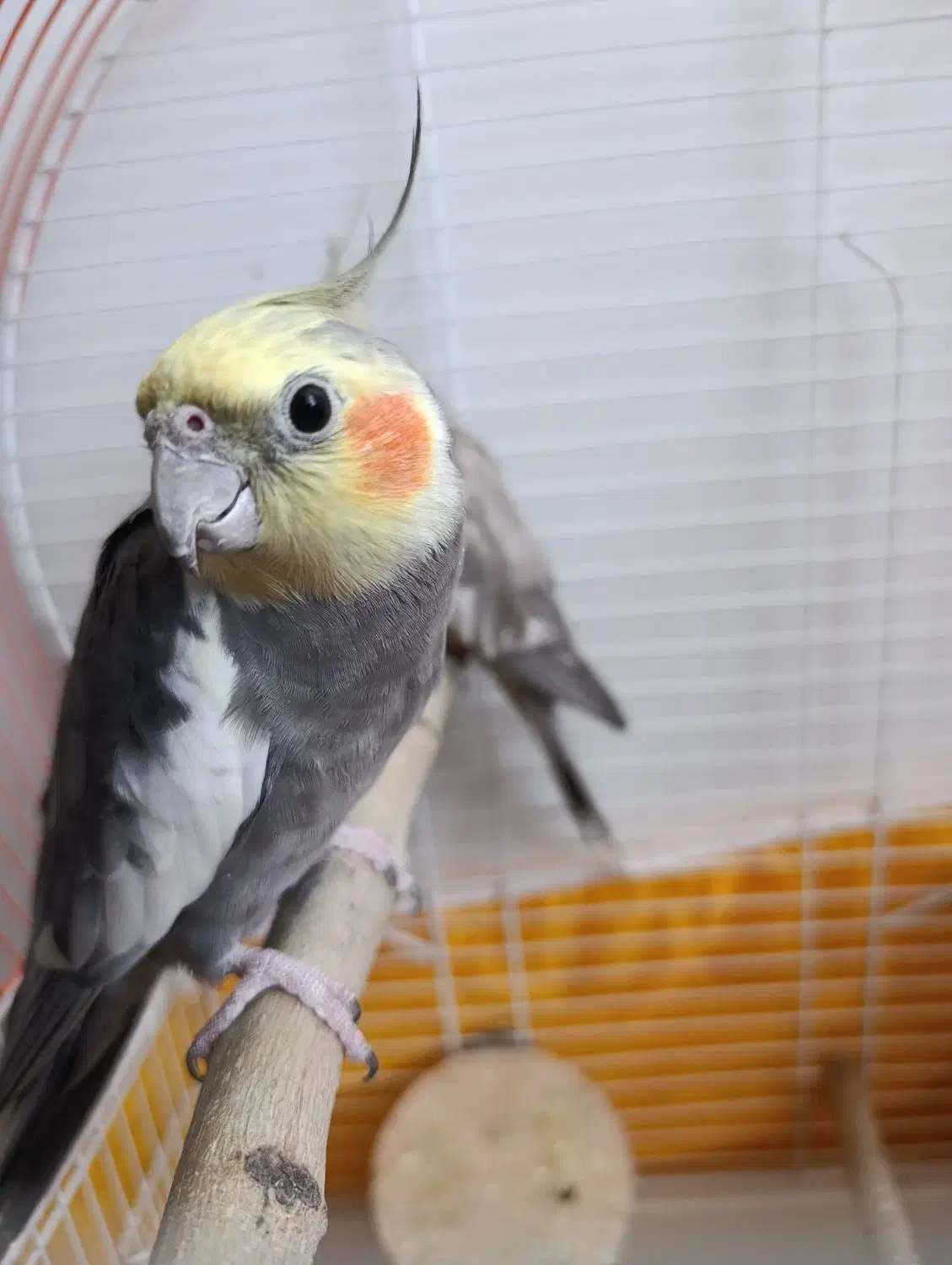 عروس هلندی|پرنده|شاهین‌شهر, گزبرخوار|دیوار