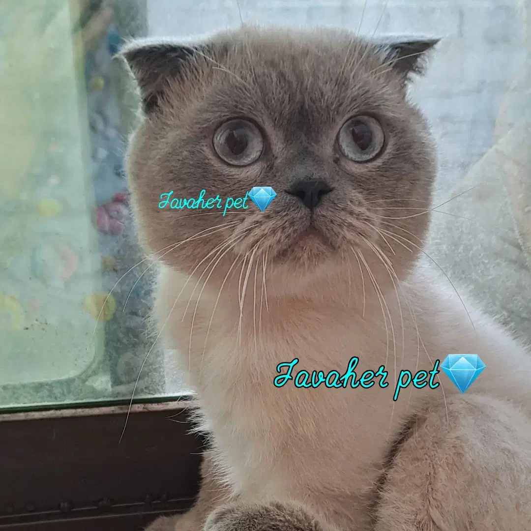 نر اسکاتیش فولد|گربه|فرح آباد, |دیوار