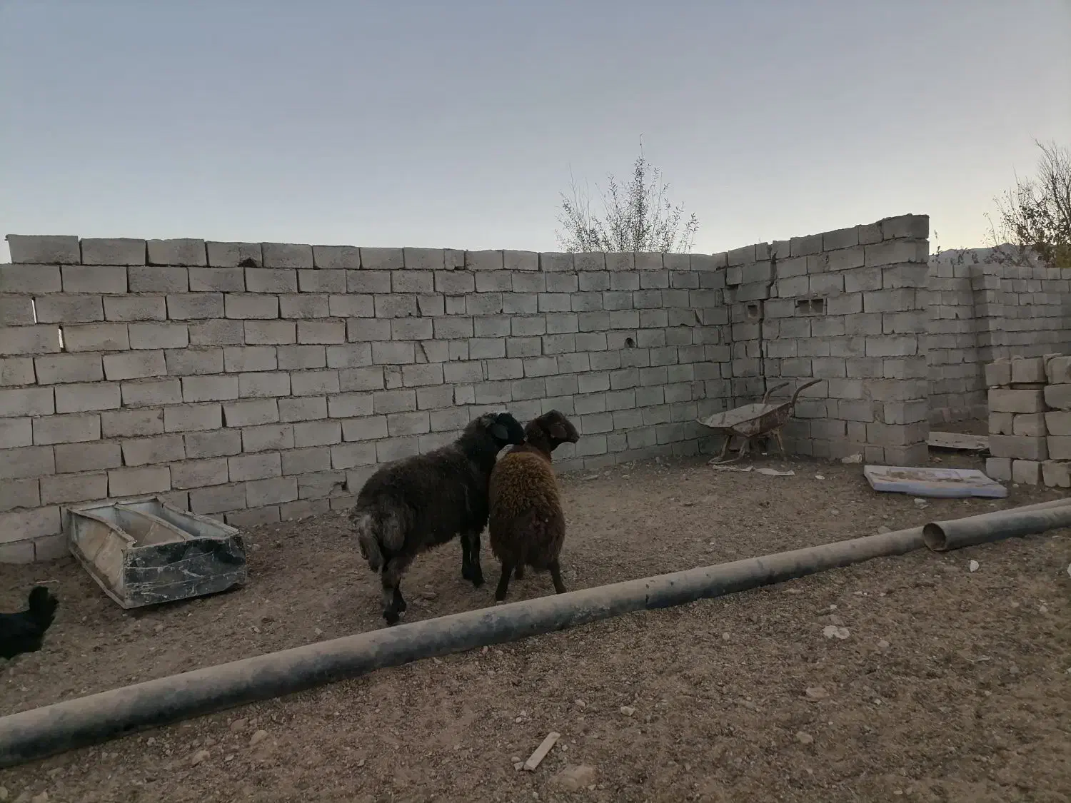 دوعدد بره نر هترو|حیوانات مزرعه|تربت جام, جلگه موسی آباد|دیوار