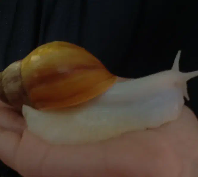 حلزون البینو|خزنده|نیشابور, خط کاشمر|دیوار