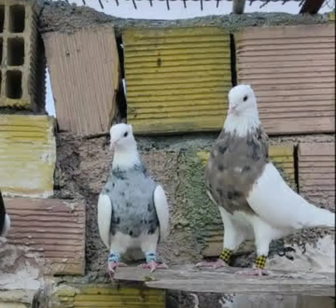 طوقی درجه یک|پرنده|نقده, |دیوار