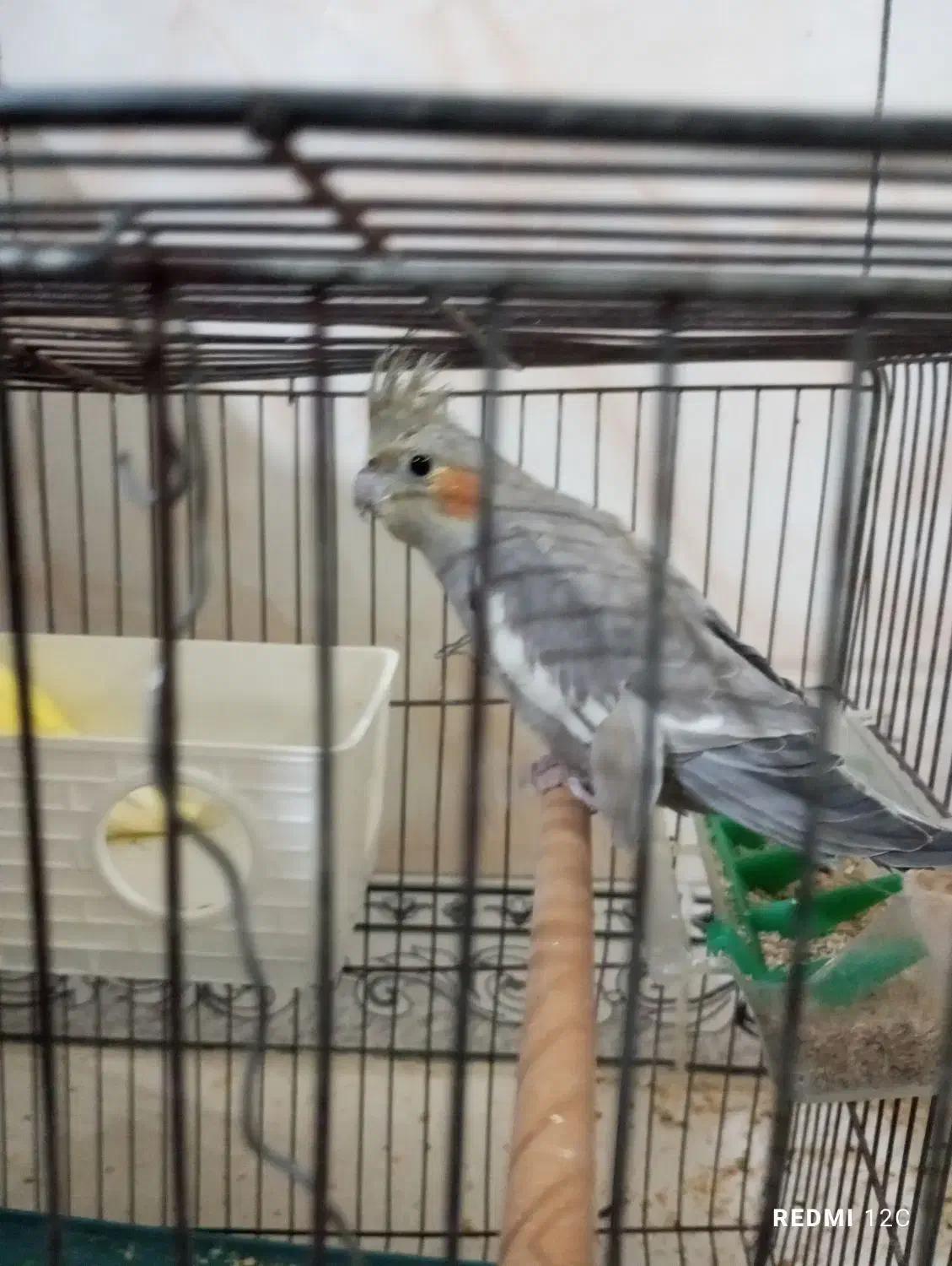 عروس هلندی|پرنده|بروجرد, |دیوار