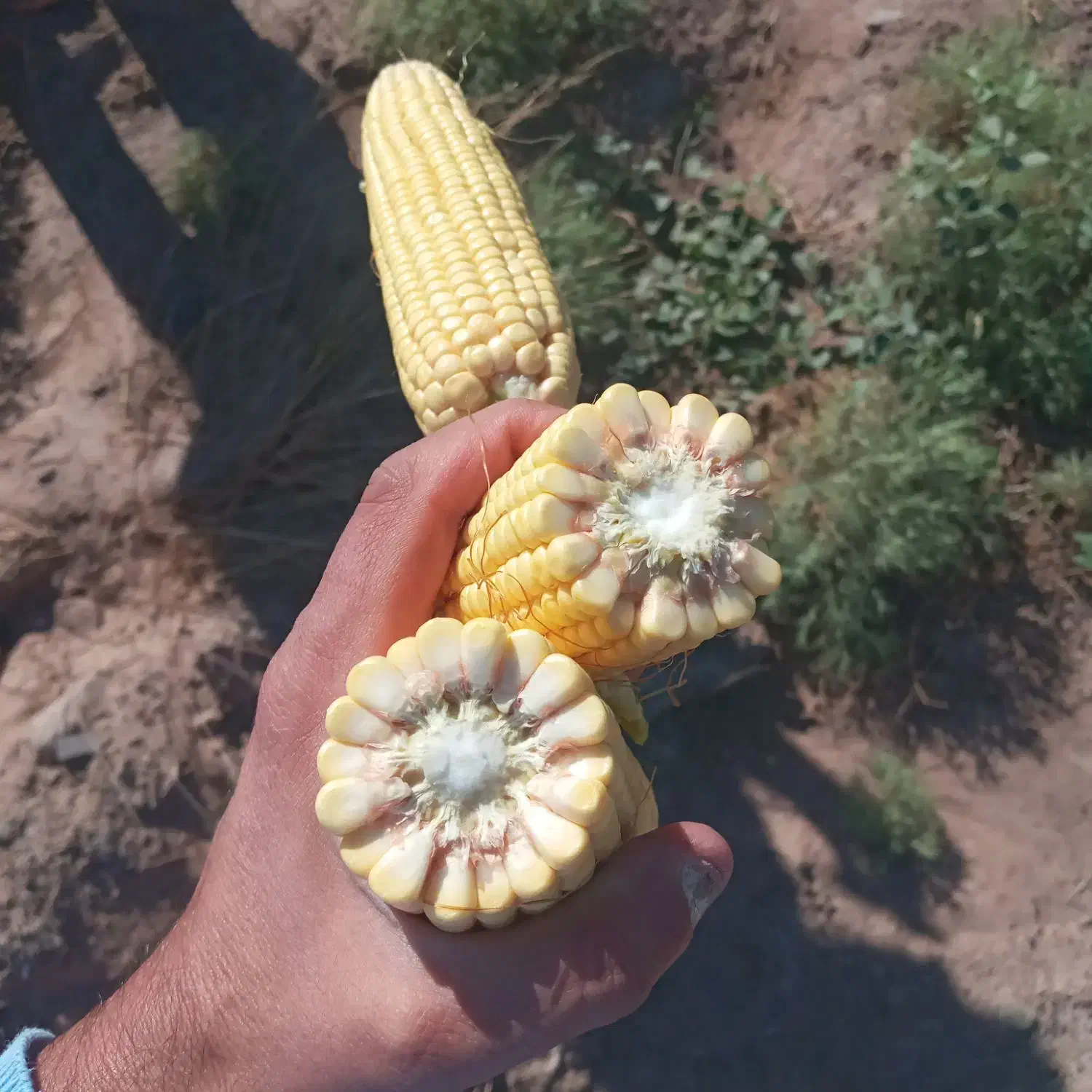 سیلوعلوفه ذرت بسته بندی ۳۰کیلو ،یک تن و فله تخمیر|عمدهفروشی|سراب, |دیوار