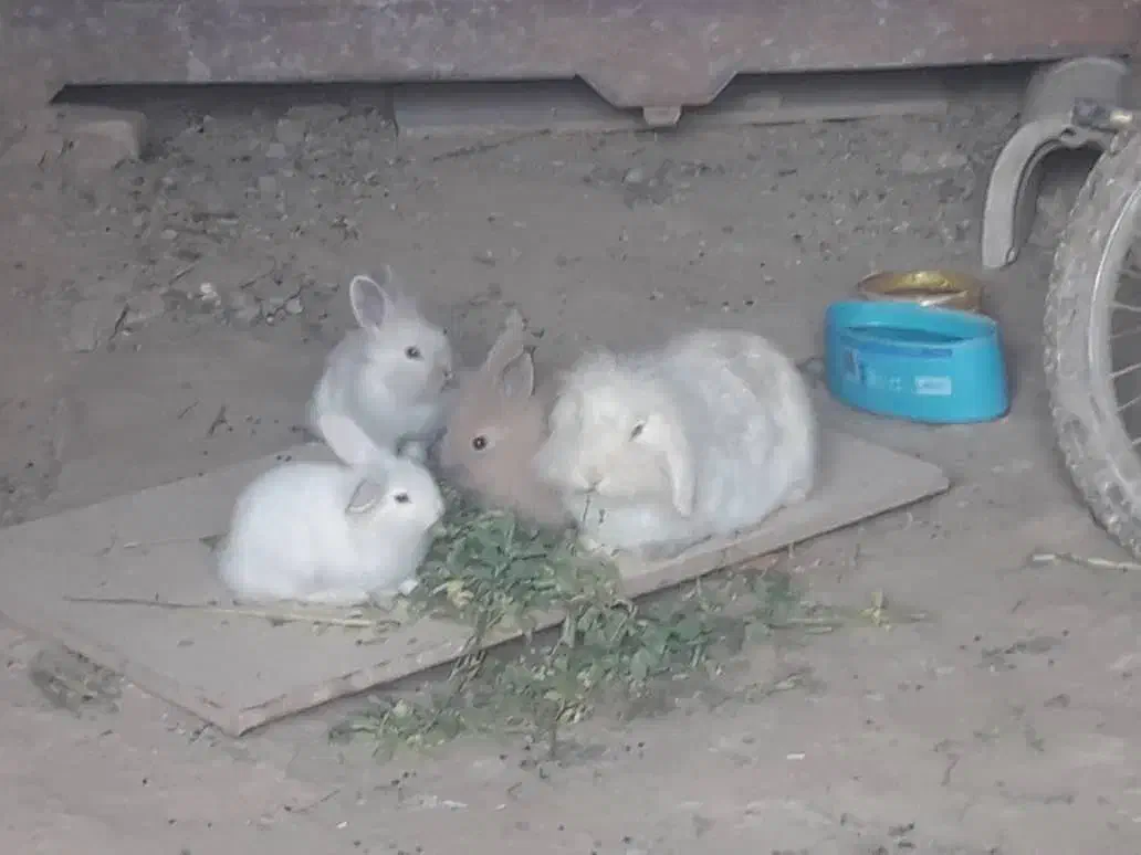 خرگوش لوپ|موش و خرگوش|مریوان, |دیوار