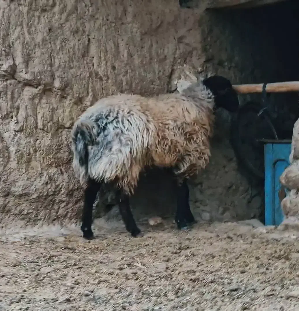 فروش ویژه شگفت انگیز قوچ هترو نر همووبره|حیوانات مزرعه|بجنورد, |دیوار