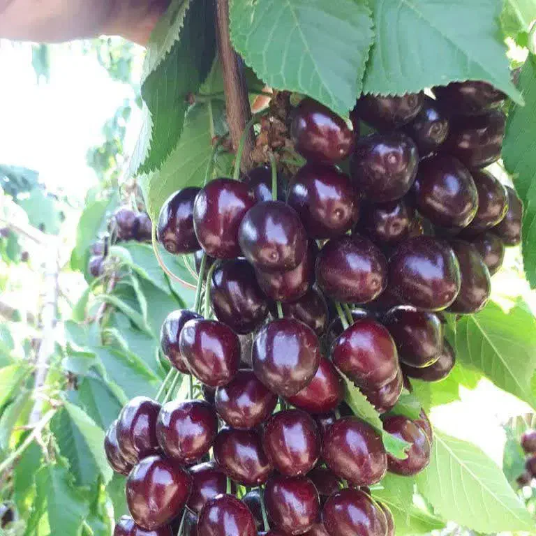 تولید و فروش انواع نهال اصلاح شده|خدمات باغبانی و درختکاری|شهریار, شهریار|دیوار