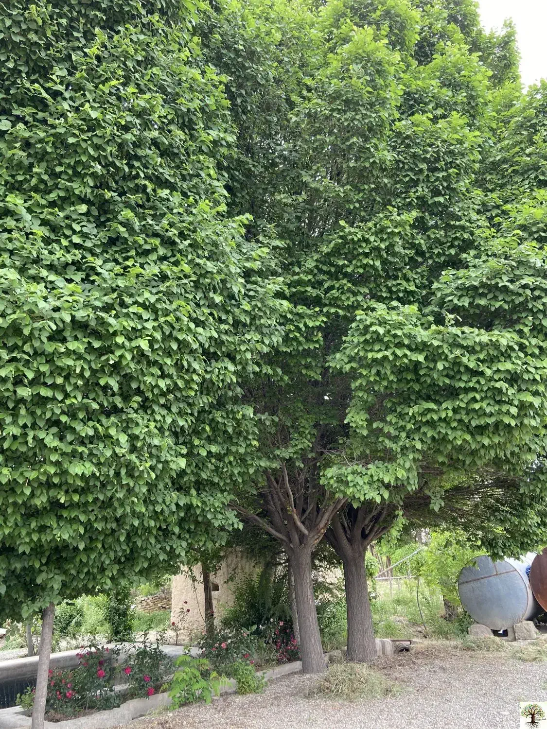 نارون|گل و گیاه طبیعی|مشهد, مشهدقلی|دیوار