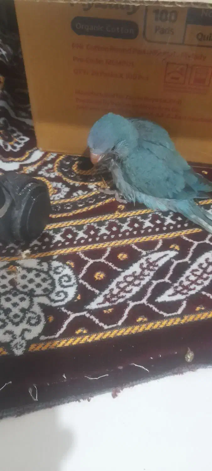 طوطی راهب سرلاکی دمه دونخور|پرنده|بابلسر, |دیوار