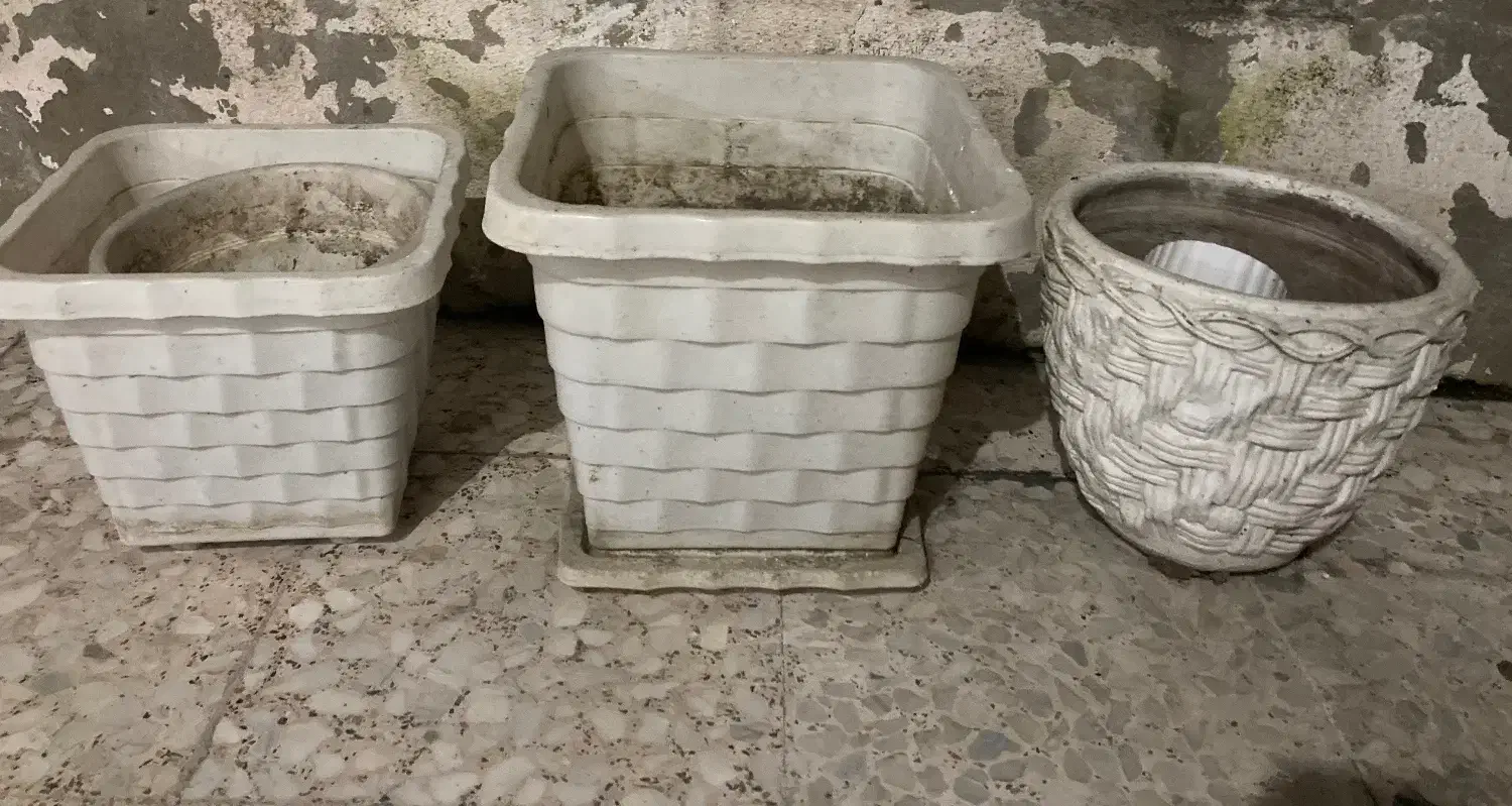 گل شفلرا و گلدان|گل و گیاه طبیعی|رشت, شالکو|دیوار